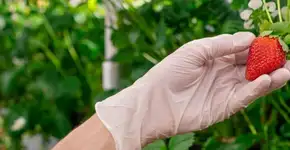 Morango ajuda a reduzir o risco de demência