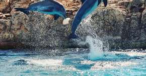 Golfinhos são explorados no Japão para preparação das Olimpíadas