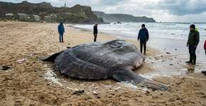 O que parecia uma caminhada rotineira ao longo da costa terminou com a descoberta de um peixe gigante com 2,5 metros de comprimento