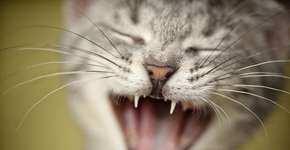 Aplicativo desenvolvido nos EUA traduz miados dos gatos com ajuda da IA