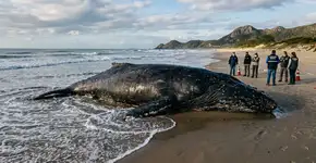 Ele está apenas respirando com dificuldade agora: como ocorre o processo de morte de uma baleia?