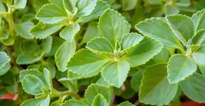 Foto: (Imagem sem texto alternativo disponivel ID [2737735])