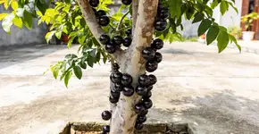 Foto: (Imagem sem texto alternativo disponivel ID [2724187])