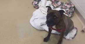 Cão passa o dia chorando ao voltar para abrigo depois de passeio; confira o vídeo