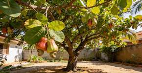 Foto: (Imagem sem texto alternativo disponivel ID [2694745])