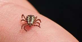 Foto: (Jerry Kirkhart/Wikimedia - Reprodução/Agência Brasil)