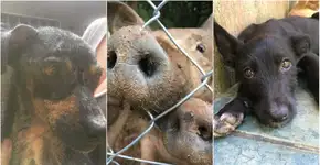 Sítio em São Paulo resgata animais de abate ou abandonados