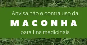 Anvisa se posiciona sobre uso medicinal da maconha. Entenda