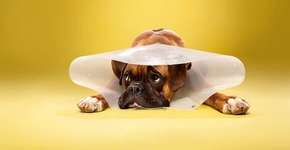 Foto: (Imagem sem texto alternativo disponivel ID [865354])