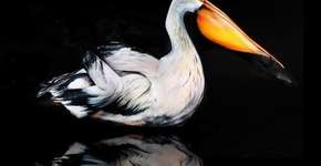 Foto: (Imagem sem texto alternativo disponivel ID [1865832])