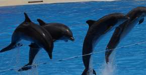 Dia Mundial dos Animais: documentários mostram exploração no turismo