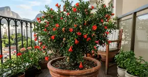 Foto: (Imagem sem texto alternativo disponivel ID [2764222])