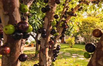 Tertiary news: 3 árvores que dão frutos lindos e são perfeitas para plantar em dezembro e ter um jardim belíssimo em 2026