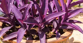 Foto: (Imagem sem texto alternativo disponivel ID [2679771])