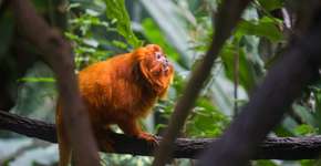 Um milhão de animais e plantas estão ameaçados de extinção