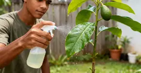 O que significa e qual a finalidade de borrifar água com sabão em um abacateiro?