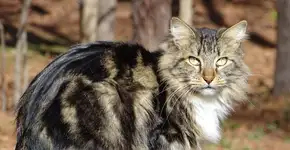 Foto: (Imagem sem texto alternativo disponivel ID [2675508])