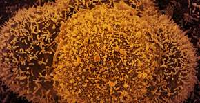 Brasil detecta nova variante Ômicron; veja tudo o que se sabe