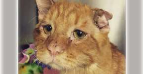 Gatinho “mais triste do mundo” é adotado, ganha amor e fama