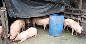 Foto: (Imagem sem texto alternativo disponivel ID [965600])