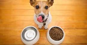 Vídeos: Os alimentos que não devem ser consumidos pelo seu pet