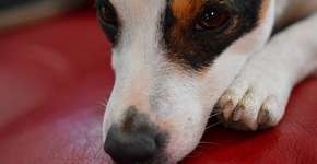 ONG alerta para aumento de abandono de animais durante pandemia