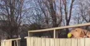 Criança brincando com cão através de uma cerca gera comoção