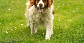 Foto: (Imagem sem texto alternativo disponivel ID [2619242])