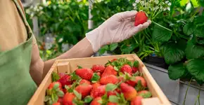 Foto: (iStock/shironosov)