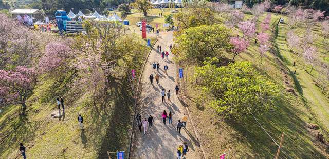 28º Festival das Cerejeiras Bunkyos – Sakura Matsuri