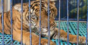 Selfies com tigres podem financiar o tráfico de animais