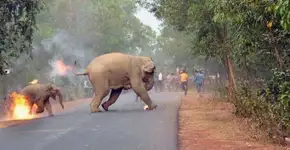 Esta foto chocante de elefantes em chamas venceu um prêmio