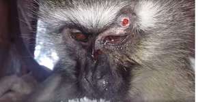 Macaca grávida fica cega e perde bebê depois de ser baleada