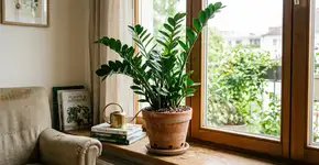Onde plantar as zamioculcas em casa para que ele cresça com folhas brilhantes e saudáveis