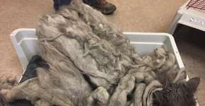 Gato obeso e idoso é abandonado com 2 kg de pelo emaranhado