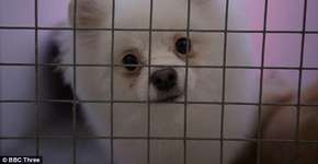 Documentário expõe mortes e horrores das fábricas de filhotes