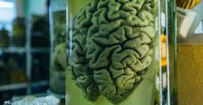 Estudo descobre alimento que pode tornar o cérebro mais jovem