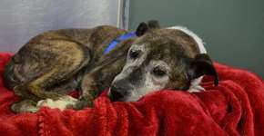 Após entrar em depressão, cadela idosa abandonada é resgatada por ONG