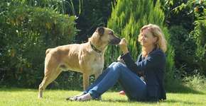 Aeromoça adota cachorro que a ‘seguia’ quando viajava