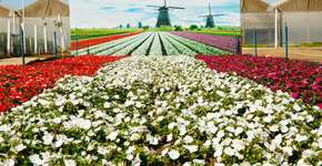 Foto: (Divulgação)