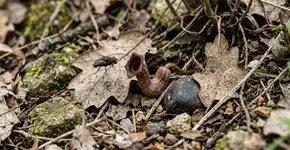 Ela só existe na Grécia: a flor que finge de morta para atrair insetos