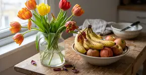 Na Holanda a tulipa é resistente a tudo, porque nunca a deixam perto de frutas maduras na cozinha