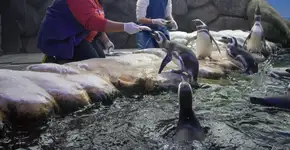 Foto: (Imagem sem texto alternativo disponivel ID [2217598])