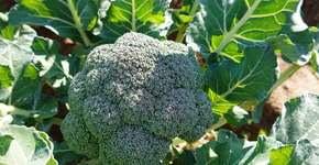 Brócolis: efeitos anticancerígenos e outros benefícios para a saúde