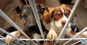 Shopping Penha promove adoção responsável com mais uma edição do evento ‘Adote um Amigo’