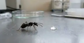 Os efeitos da cafeína nas formigas podem mudar o controle de pragas