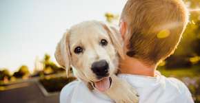 Canal do YouTube revela regras para viajar de avião com pet