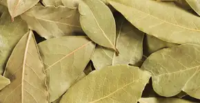 Esta folha ajuda a regular os níveis de colesterol