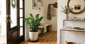 Ter zamioculca em casa pode ter um significado oculto que poucos conhecem