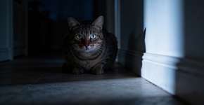 Foto: (Imagem sem texto alternativo disponivel ID [2709497])